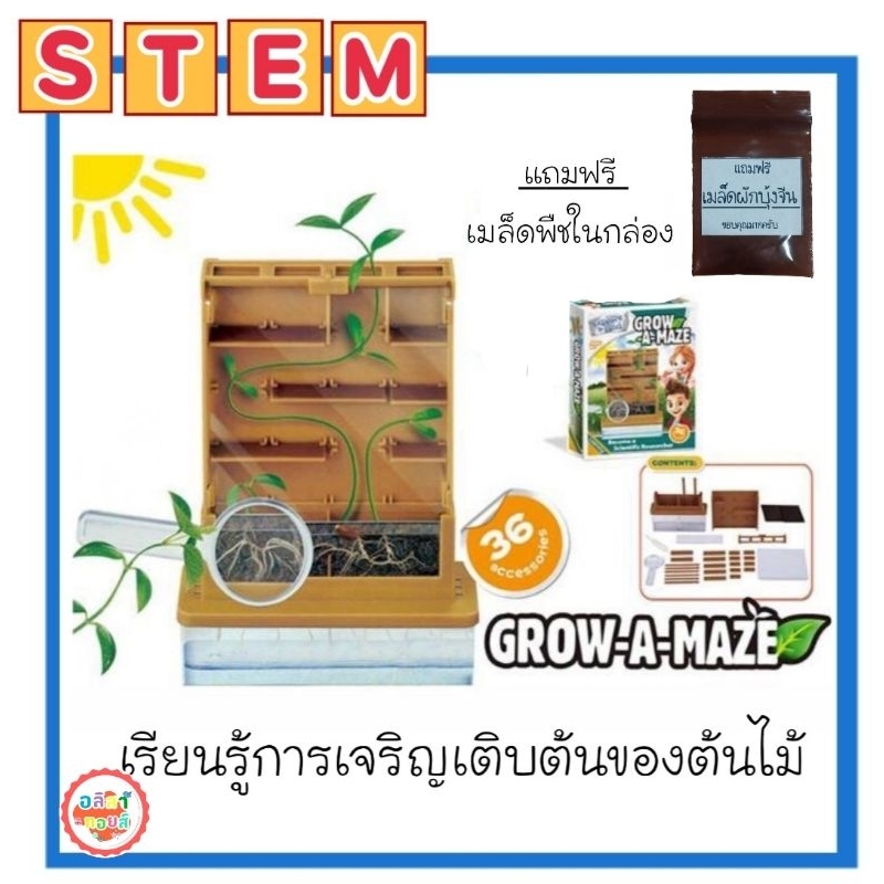 👑Alice&kids👑 Stem DIY ชุดทดลองวิทยาศาสตร์ Grow a maze ดูการเจริญเติบโตของต้นไม้