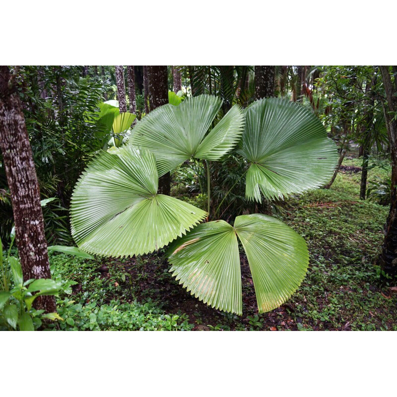 ปาล์มเจ้าเมืองตรัง (Licuala peltata sumawongi) ต้นขนาดสูงประมาณ 30 ซม. มี 4-6ใบ #เจ้าเมืองตรัง #palm #ปาล์มประดับ