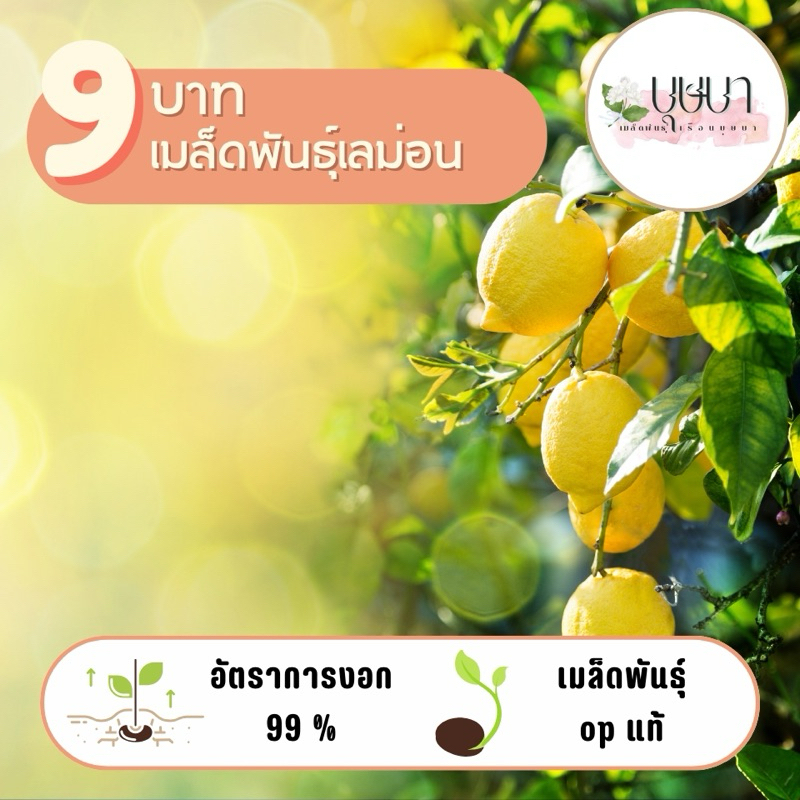 เมล็ดพันธุ์เลม่อน 9บาท 2เมล็ด