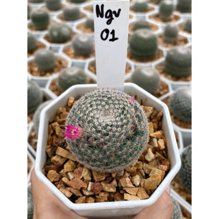 แมมนกฮูก ไม้เมล็ด Olw Eye Cactus, Mammilalia Microthele ขนาดกระถาง3นิ้ว Ngv01