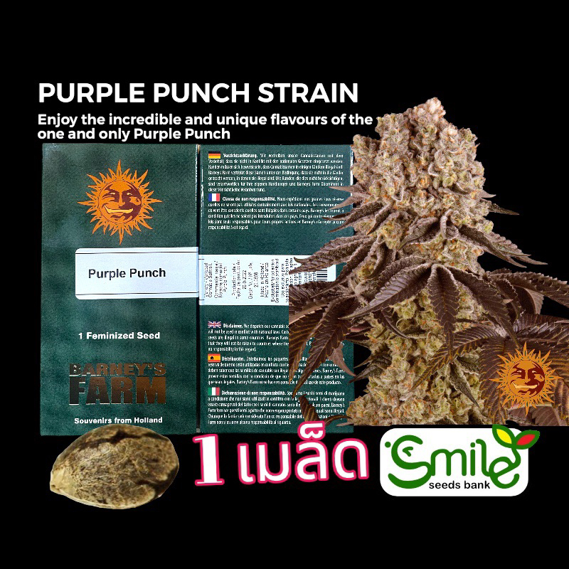 เมล็ดกัญชา Purple Punch (Fem) Indica หนักๆขายดี* - Barney’s Farm