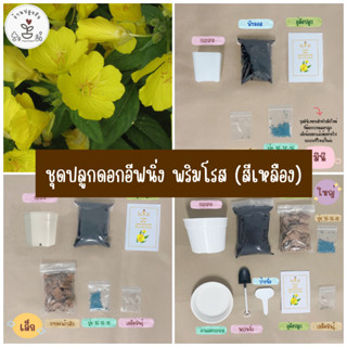 LXG : ชุดพร้อมปลูกดอกอีฟนิ่งพริมโรส สีเหลือง ชุดปลูกดอกอีฟนิ่งพริมโรส สีเหลือง ดอกอีฟนิ่งพริมโรส มี 3 ขนาด