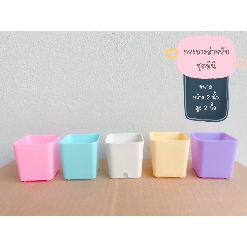 LXG : ชุดพร้อมปลูกยิปโซฟิลล่า (สีขาว) ชุดปลูกยิปโซฟิลล่า มี 3 ขนาด ราคาไม่แพงจ้า #ชุดปลูกดอกไม้ - รูปที่ 3