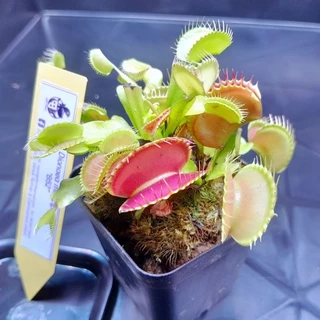 กาบหอยแครง B52 ปากแดงใหญ่!! 🔥 (Venus Flytrap) พืชกินแมลง ต้นจริงพร้อมส่ง