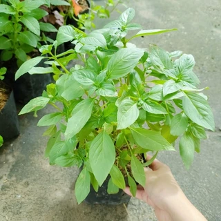 🌱ต้นโหระพา🌱ปลูกด้วยวิธีปลอดสารพิษ ขนาดถุงดำ 6 นิ้ว พร้อมปลูก รากแน่นทุกต้น