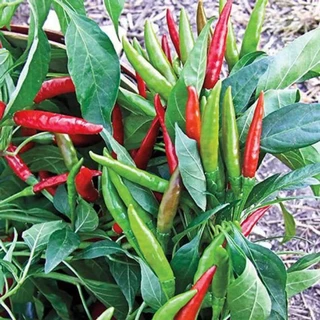 🌱เมล็ดพริกชี้ฟ้า 30เมล็ด (ซื้อ5แถม1คละได้)
