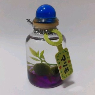 Marimo seaweed Hokkaido , Supporo keychain สาหร่ายมาริโมะ พวงกุญแจน่ารักมาก