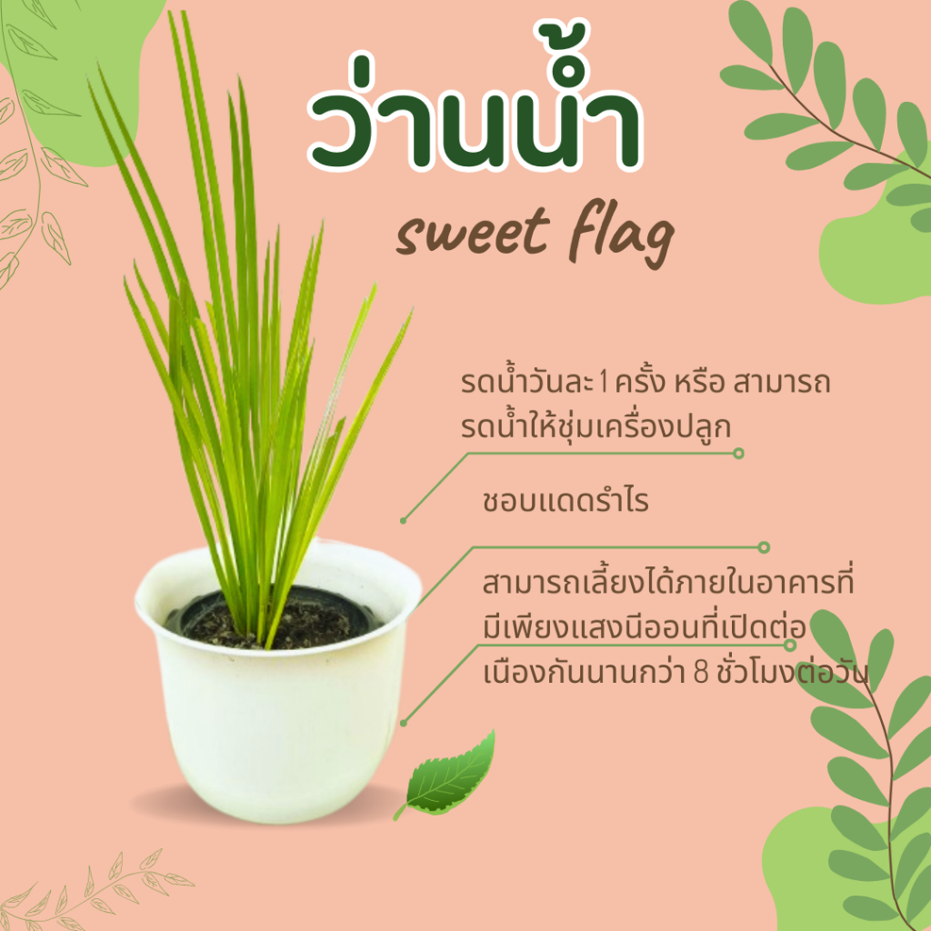 ต้นว่านน้ำ sweet flag ไม้น้ำ