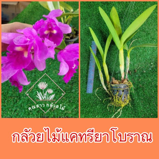 กลัวยไม้แคทรียาโบราณ 💜ยังไม่ได้รับการพัฒนาสายพันธุ์📌📌กำลังแทงดอกอ่านรายละเอียดก่อนซื้อ