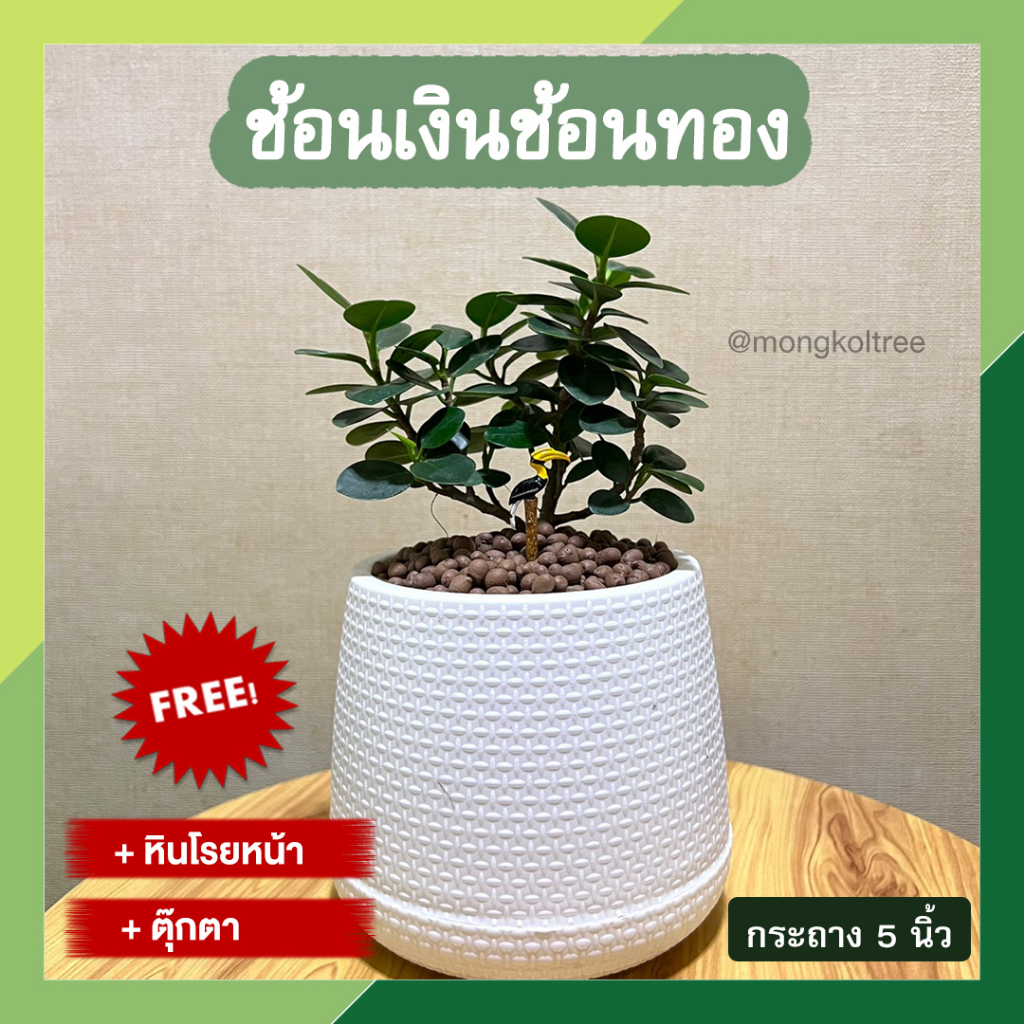 (พร้อมส่ง) ช้อนเงินช้อนทอง พร้อมกระถาง 5 นิ้ว ต้นไม้มงคลสวยๆ ต้นไม้ฟอกอากาศ เสริมโชคลาภ (แถมฟรี! หินโรยหน้า + ตุ๊กตา)
