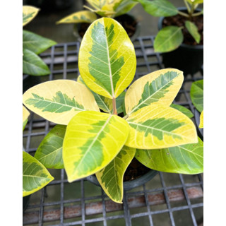 กร่างด่างเหลือง(Ficus Altissima ‘Yellow Gem’) กระถาง5นิ้ว