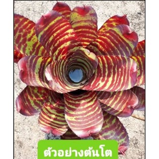 สับปะรดสี Neoregelia High Voltage จำนวน 1 ต้น จัดส่งแบบถอดกระถาง ต้นไม้สวยงาม ฟอกอากาศ ต้นไม้มงคล