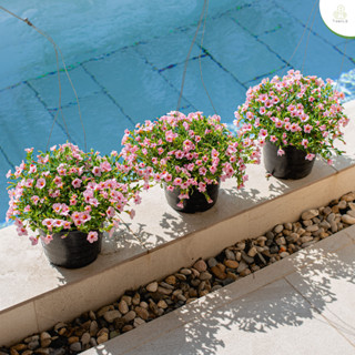 Treeno.9 T441 พิทูเนีย ดอกแคระ (Petunia) กระถาง 8 นิ้ว คละสี สูง 25-30 cm. ดอกไม้กินได้ สีสันสวยงาม ดอกเล็ก พุ่มแน่นๆ (ต้นไม้)