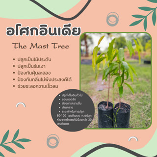 อโศกอินเดีย The Mast Tree