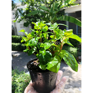 Watercress Plant 🪴 (pot 4 “) ต้นวอเตอร์เครส ส่งทั้งกระถาง 4 นิ้ว #ผักปลอดสารพิษ #vegetable 💥รับเคลมหากเสียหาย