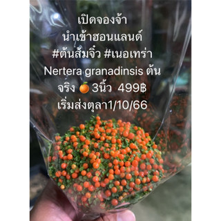 เปิดจองจ้า   นำเข้าฮอนแลนด์   #ต้นส้มจิ๋ว​ #เนอเทร่า​ Nertera​ granadinsis ต้นจริง 🍊3นิ้ว  499฿  2ต้นเริ่มส่งตุลา