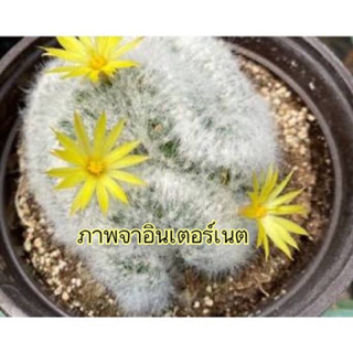 Mammillaria Baumii Cristata บูมิไอคริสตาต้าดอกเหลือง