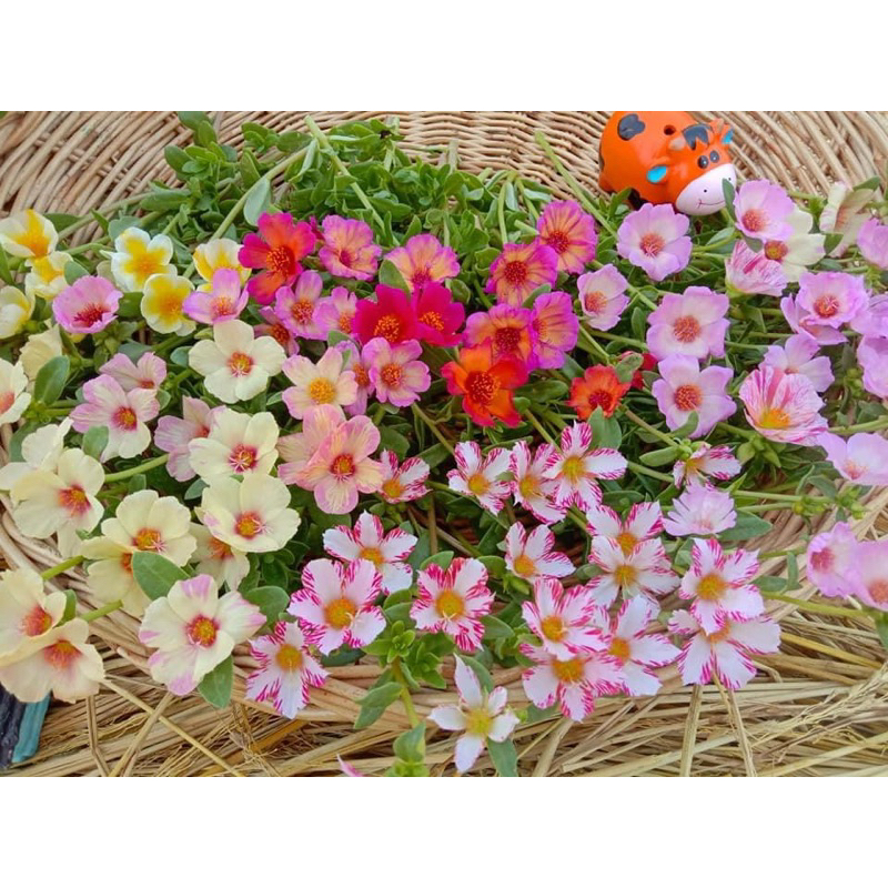 คุณนายตื่นสาย50สี 30กิ่ง50บาท 60กิ่ง100บาท 90กิ่ง150บาท