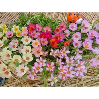 คุณนายตื่นสาย50สี คละสี กิโลละ80บาท ฉลองเปิดร้านใหม่💥🏵️🌹🌸🌺