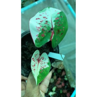 บอนสีเรณูนครcaladium