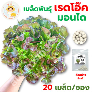 *ส่งด่วน* เมล็ดพันธุ์ เรดโอ๊ค สายพันธุ์ มอนได Mondai Lettuce แบบเคลือบ ปลูกผัก สลัด เมล็ดผัก เมล็ดพืช [1 ซอง 20 เมล็ด]