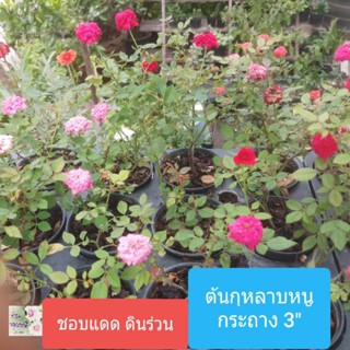 ต้นกุหลาบหนู กุหลาบหนูแคระ pygmy rose กระถาง 3" มีสีแดง ชมพู ส้ม เหลือง ขาว ดอกเล็กน่ารัก อ่อนหวาน ออกดอกตลอดปี ชอบแดด