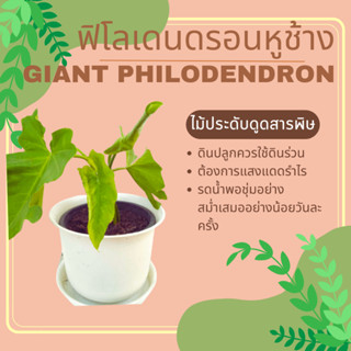 ต้นฟิโลเดนดรอนหูช้าง Giant Philodendron