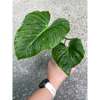 ส่งต้นในภาพ 🔖ต้นใหญ่ philodendron majestic ฟิโล ฟิโลเดนดรอน มาเจสติก ฟิโมาเจสติก ไม้น่าสะสม