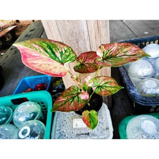 7ก.ย.66 บอนสีเทพสายรุ้งต้นใหญ่ด่างชมูเหลืองทองสวยๆในกระถาง 4 นิ้ว จัดส่งต้นจริงตามภาพ