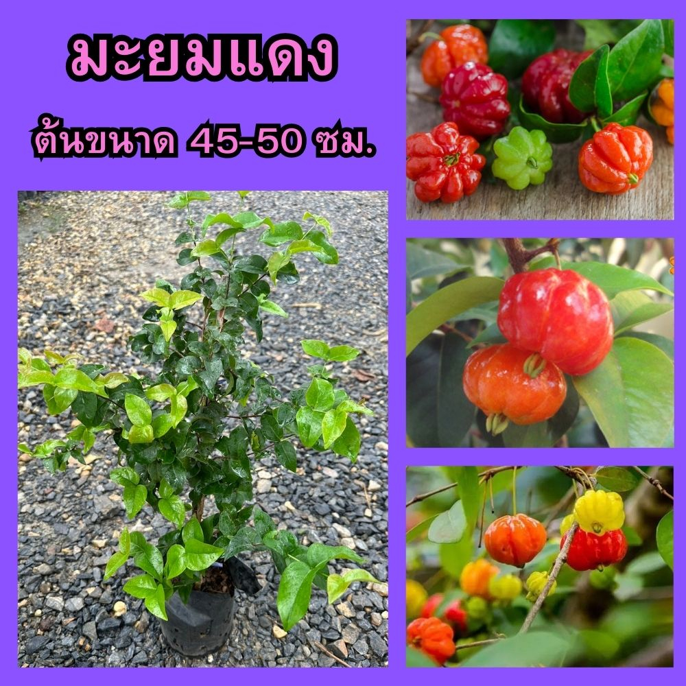 🍒มะยมแดง เพาะเมล็ด🍒 🌼ผลสุกมีสีเหลืองสีแดง รสชาติหวานอมเปรี้ยว🌼 🌲ความสูง 45-50 ซม.🌲
