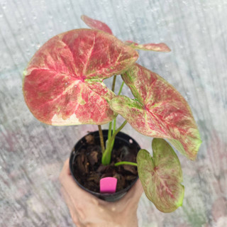 สมประสงค์ บอนสี Caladium