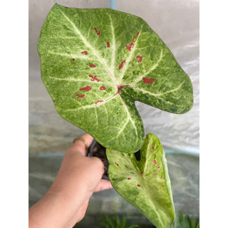 💕🌱บอนสีลูกเจ้าสัว🌱🌱💕สวยๆน่าสะสมต้นแม่ใบใหญ่มากๆ🌱