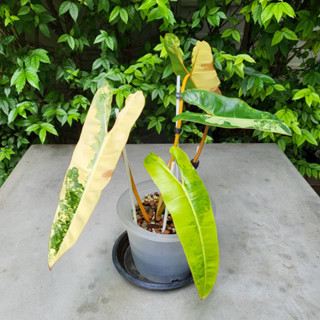 ก้านส้มด่าง &lt;&lt;พร้อมส่ง! ต้นตรงปก&gt;&gt; Philodendron billietiae variegated ฟิโลเดนดรอน ก้านส้มด่าง จัดส่งพร้อมกระถาง