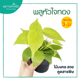 พลูหัวใจทอง กระถาง 3 นิ้ว ไม้ฟอกอากาศ ต้นไม้ในร่ม