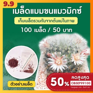 เมล็ดแคคตัส แมมขนแมว ชุดล่ะ 100 เมล็ด (Mammillaria Bocasana)