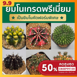 ยิมโนด่างเกรดพรีเมี่ยม!! ยิมโนไม้เมล็ด ไม้ชำหน่อ แคคตัส (Gymnocalycium)