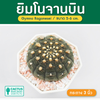 ยิมโน จานบิน Gymnocalycium Ragonesei แคคตัส กระบองเพชร