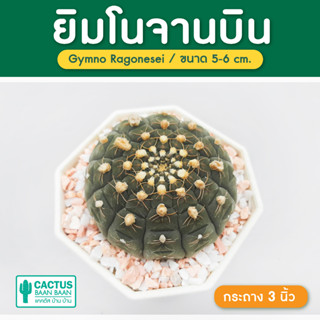 ยิมโน จานบิน Gymnocalycium Ragonesei แคคตัส กระบองเพชร