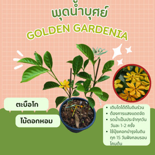 พุดน้ำบุษย์ พุดน้ำบุศย์ ตะบือโก ไม้หอม ไม้ไทย ไม้ดอกหอม พุดน้ำบุด golden gardenia