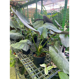 #Reginae Elaine #อโลคาเซีย #รีจิน่า (Alocasia reginae elaine)