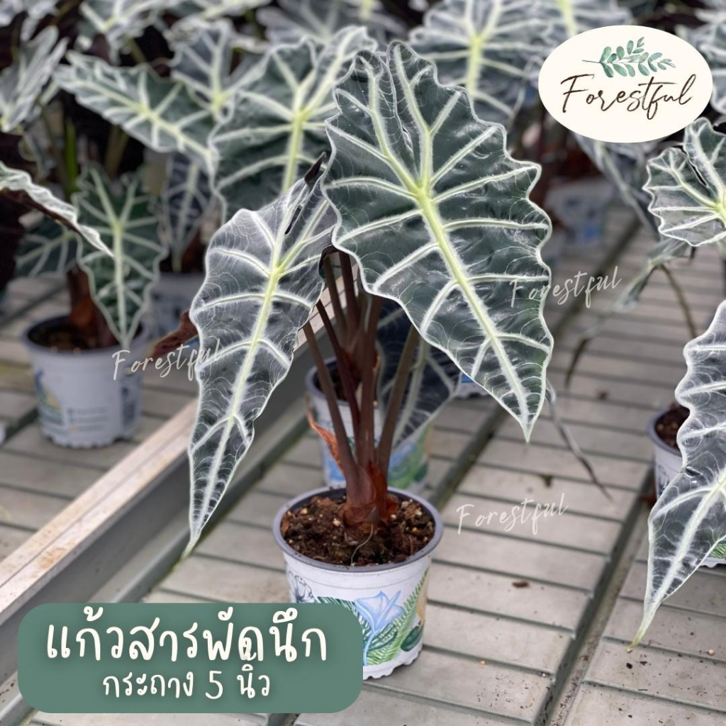 แก้วสารพัดนึก ใบใหญ่ Alocasia Amazonica กระถาง 5 นิ้ว 🌱 สินค้ามีพร้อมส่งค่ะ