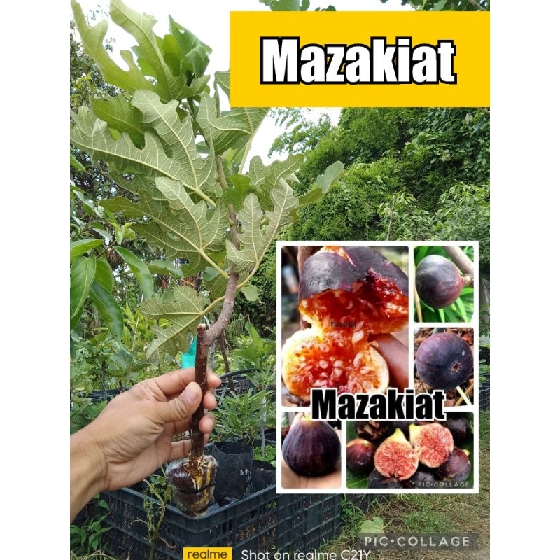 กิ่งตอนมะเดื่อฝรั่ง สายพันธุ์ Mazakiat