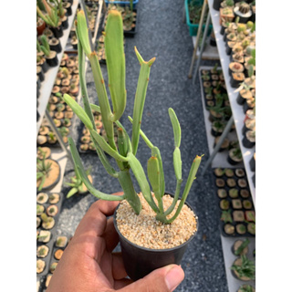 ยูโฟเบีย เอนเทอโรโฟร่า (Euphorbia Enterophora)