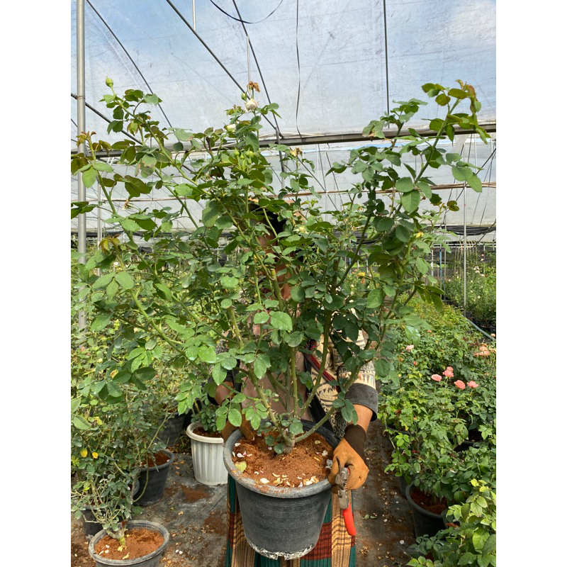 บลูมูนสโตน พร้อมส่ง ต้นใหญ่มาก ตอต้นอายุเกือบ 3 ปี ปกติทั่วไปหลักพัน ร้านเราจัดโปรคืนกำไรให้ลูกค้า🌹 - รูปที่ 6