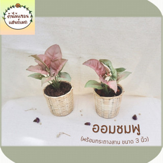 🎋ออมชมพู (Syngonium Pink) ช่วยฟอกอากาศ พร้อมกระถางสานไม้ไผ่ ขนาด 3 นิ้ว (ไม้มงคล)