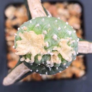 แคคตัส โลโฟมอนส์ lophophora fricii montrose ไม้กราฟ จำนวน 1 ต้น