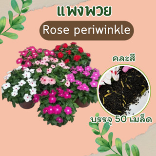 เมล็ดแพงพวย 50 เมล็ด rose periwinkle