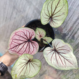 บอนสี นราทัศน์ แยกหน่อ บอนสีน่าสะสม Caladium