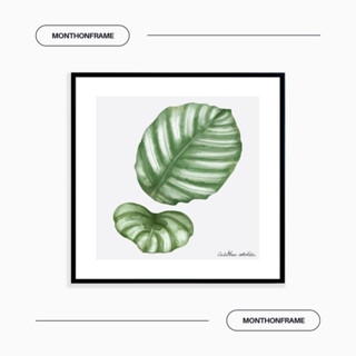 รูปภาพติดผนัง ภาพวาดตกแต่งบ้าน ภาพใบไม้ Calathea Orbifolia พร้อมกรอบและติดที่แขวนเรียบร้อย