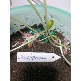 เมล็ดพันธุ์ ซูกินี zucchini 5เมล็ด